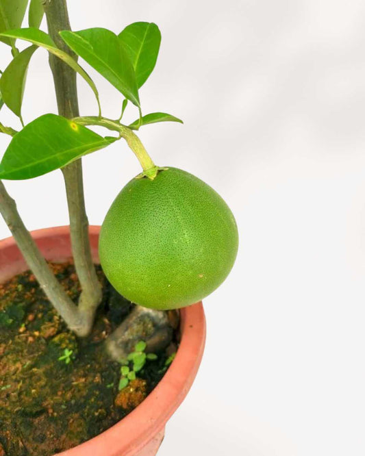 Chinese Pomelo 6-7” Pot - Large