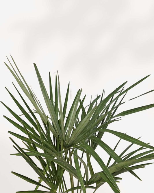 Chinese Windmill Palm