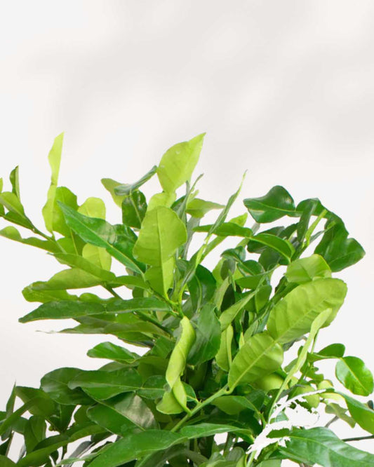 Citrus Kaffir Lime Tree | Buy Online