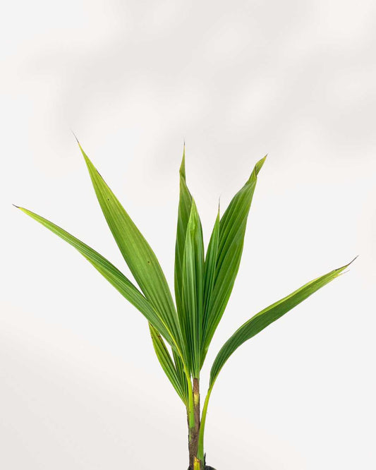 Coconut Palm 6" Pot - Medium