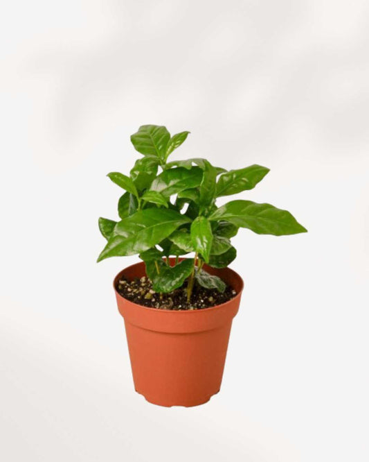 Coffee Plant | Buy Online
