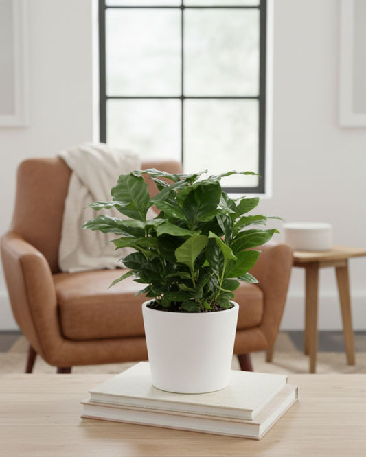 Coffee Plant in 3.5-inch pot front view compact tropical houseplant with glossy green leaves, perfect for small spaces and easy indoor care.