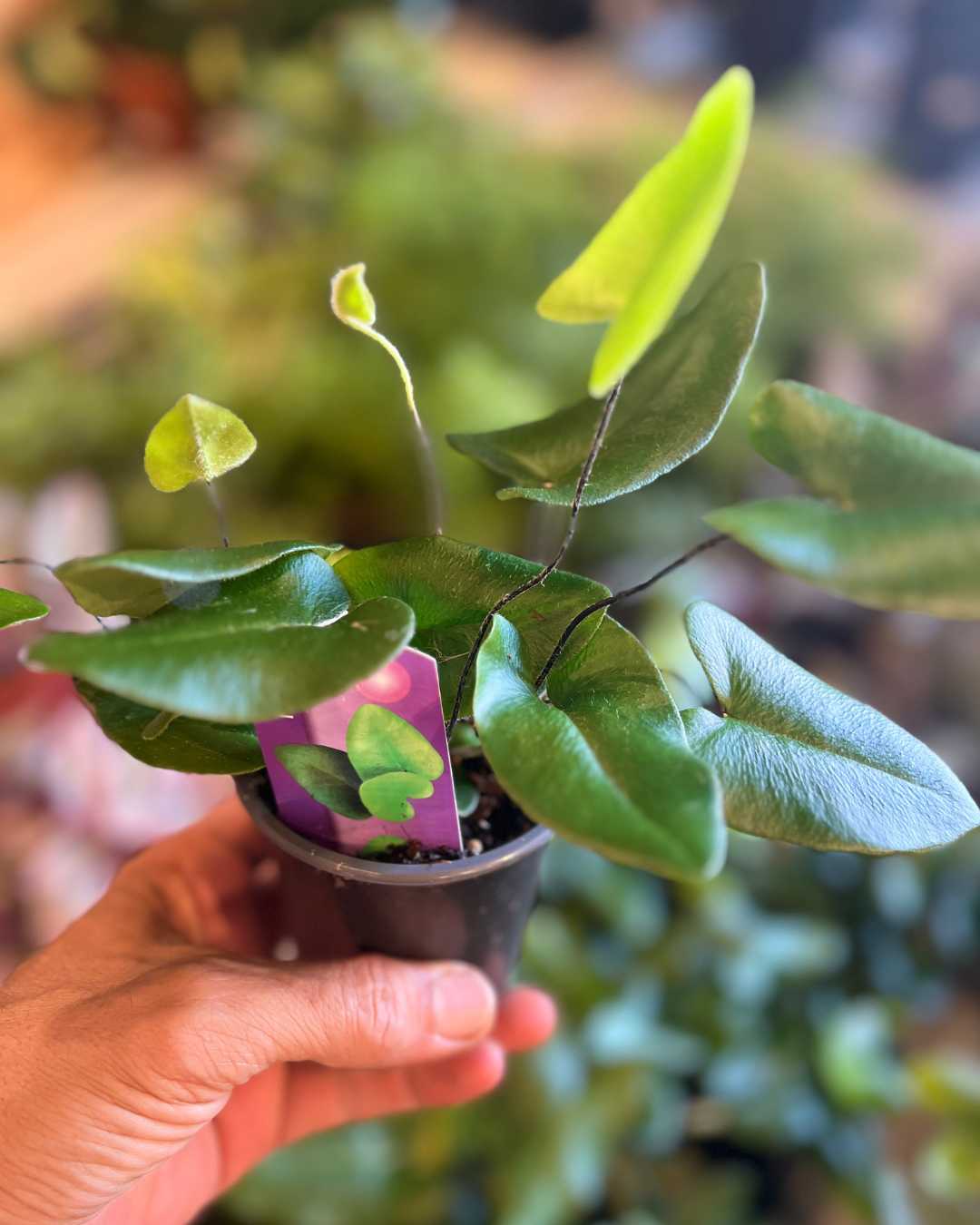 Hemionitis Arifolia | Heart Fern