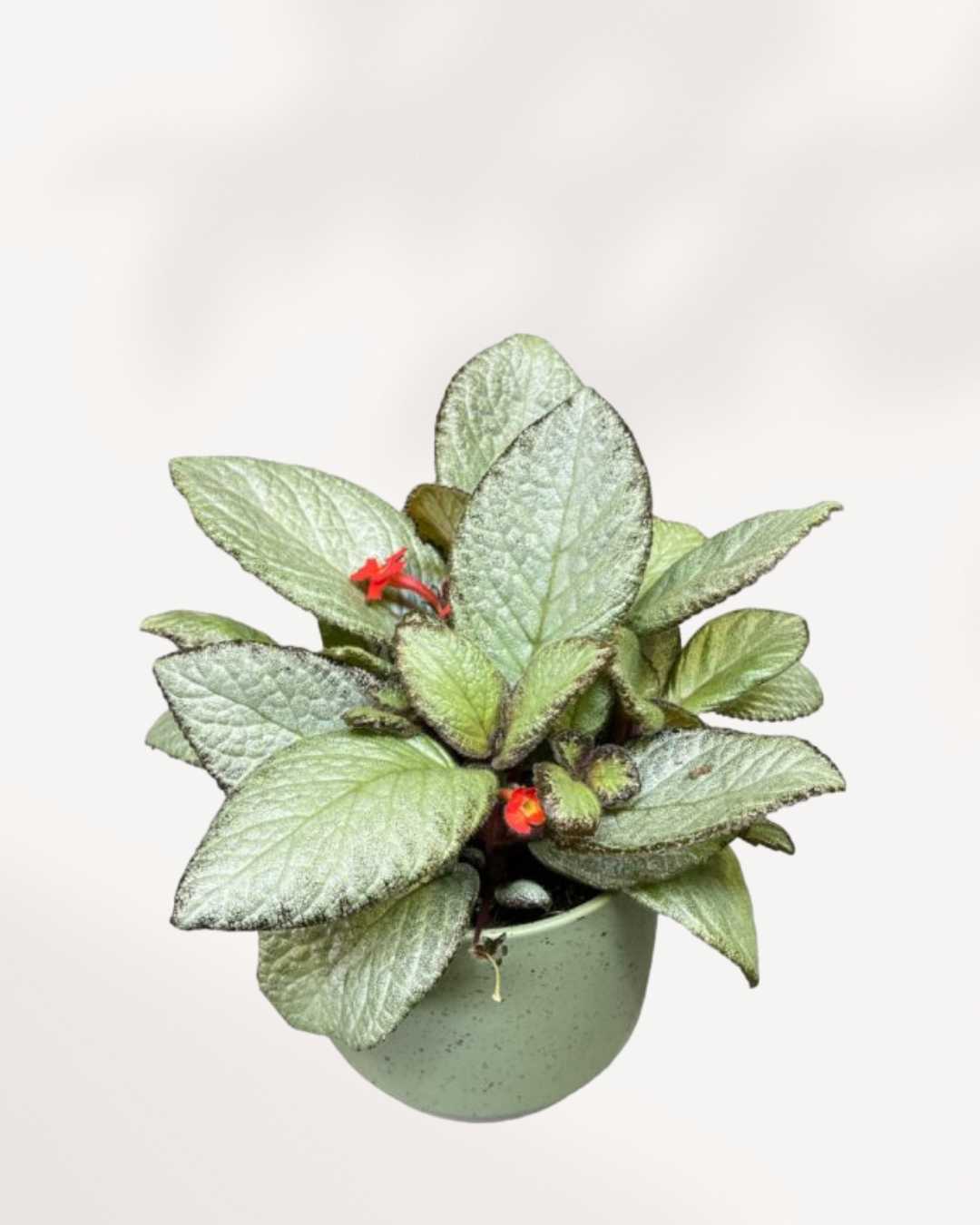 Episcia Silver Sheen