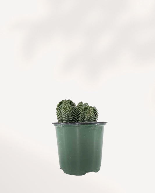 Crassula Buddha's Temple 4" Pot - Small