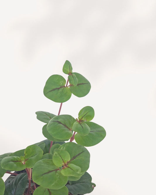 Creeping Jenny - Lysimachia