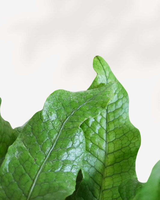 Fern Crocodyllus | Crocodile 5" Pot - Medium