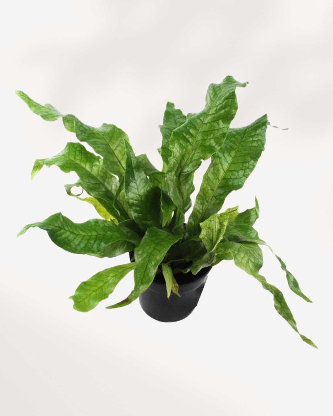 Fern Crocodyllus | Crocodile