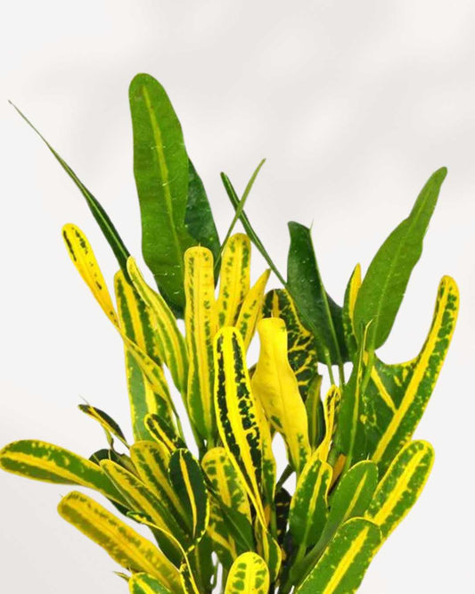 Croton Banana 3.5" Pot - Small