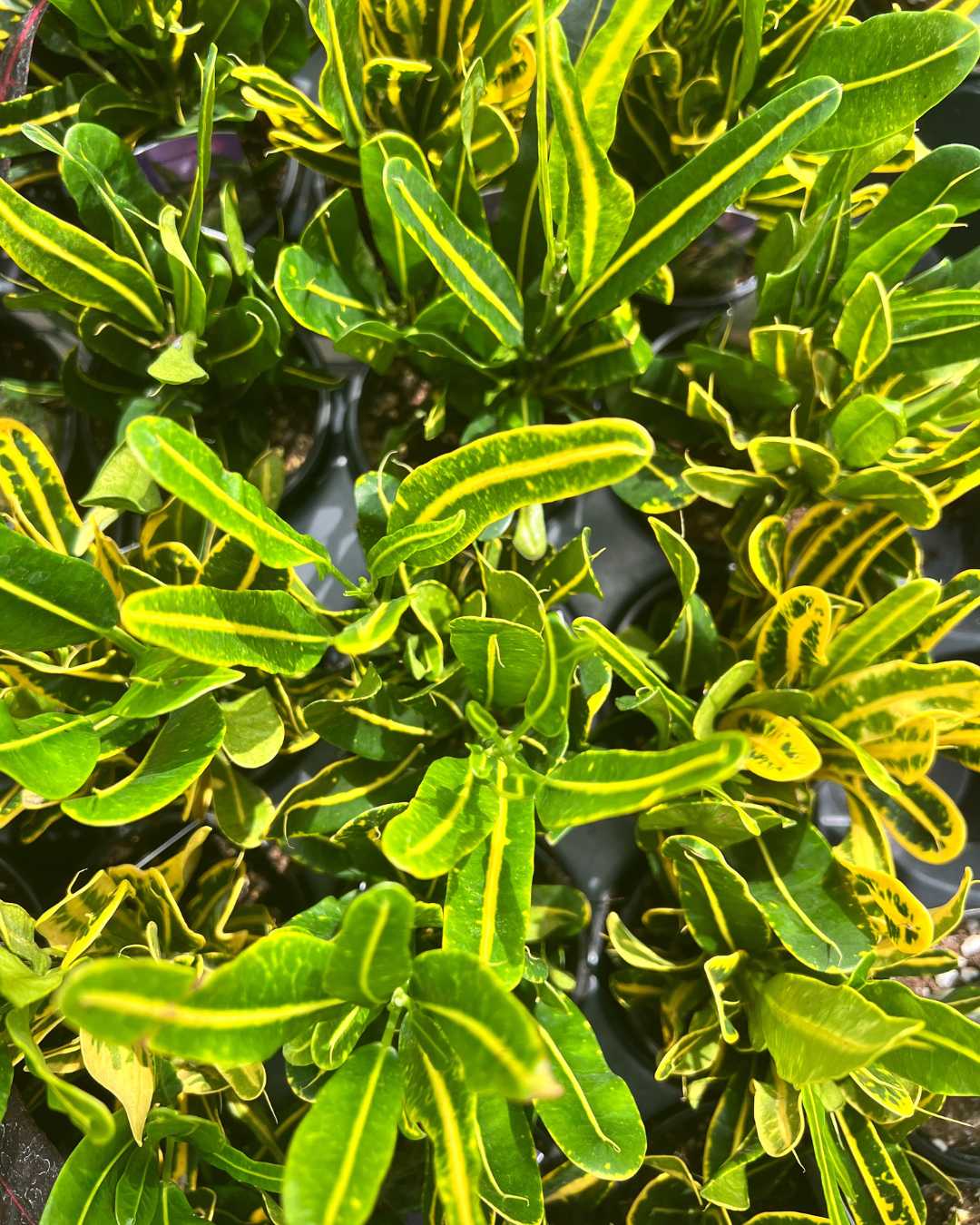 Croton Banana