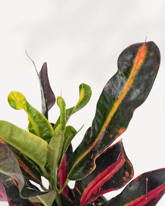 Croton Mammy small plant front view, vibrant indoor houseplant with twisted colorful leaves, available in Richmond Hill GTA for delivery and in store pickup