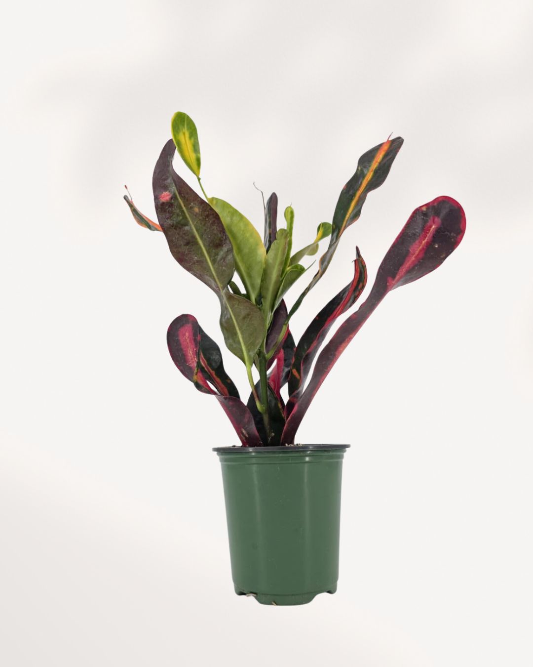 croton mammy edges curling Croton Mammy Plant for Sale in Richmond Hill GTA, Available Online and In Store | Mygreenscape