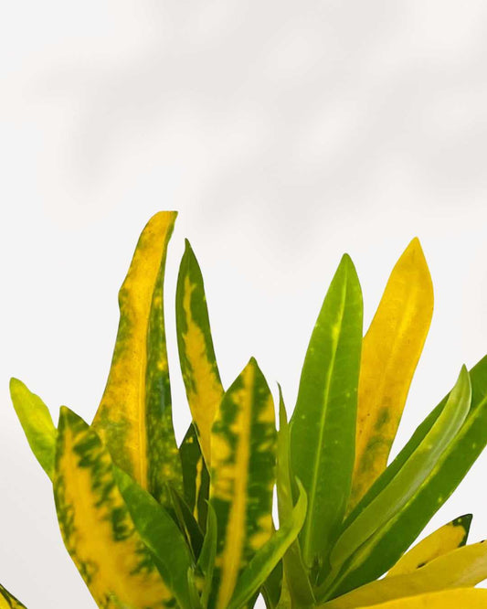 Croton Sunshine 3.5" Pot - Small