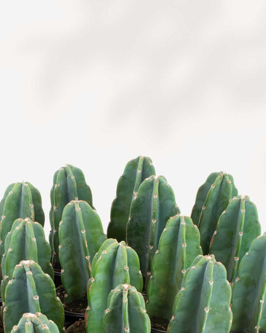 Cactus Cuddly 4" Pot - XSmall