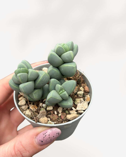 Delosperma Lehmannii 2" Pot - XSmall