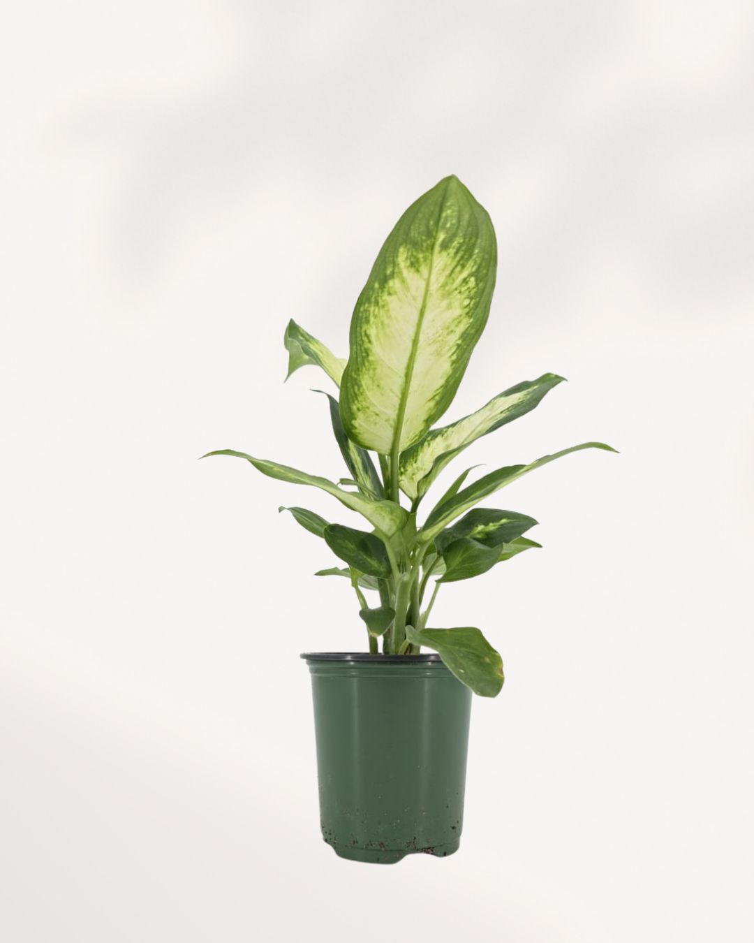dieffenbachia camilla light Dieffenbachia Camille – Lush Indoor Plant Delivered Across Toronto GTA | Mygreenscape