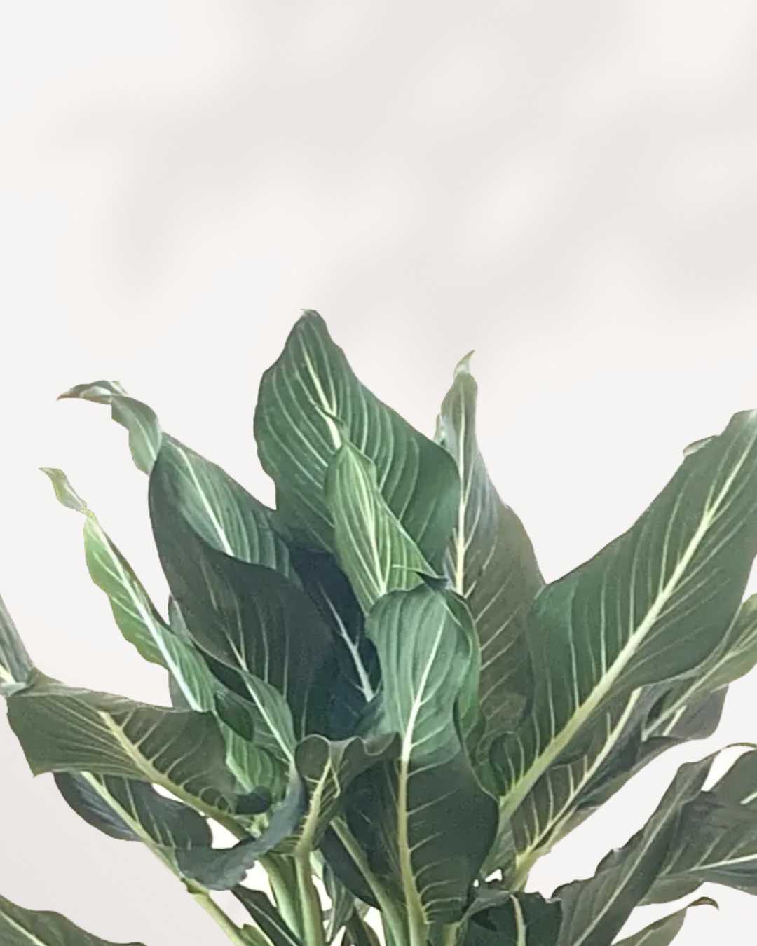 Dieffenbachia Sterling