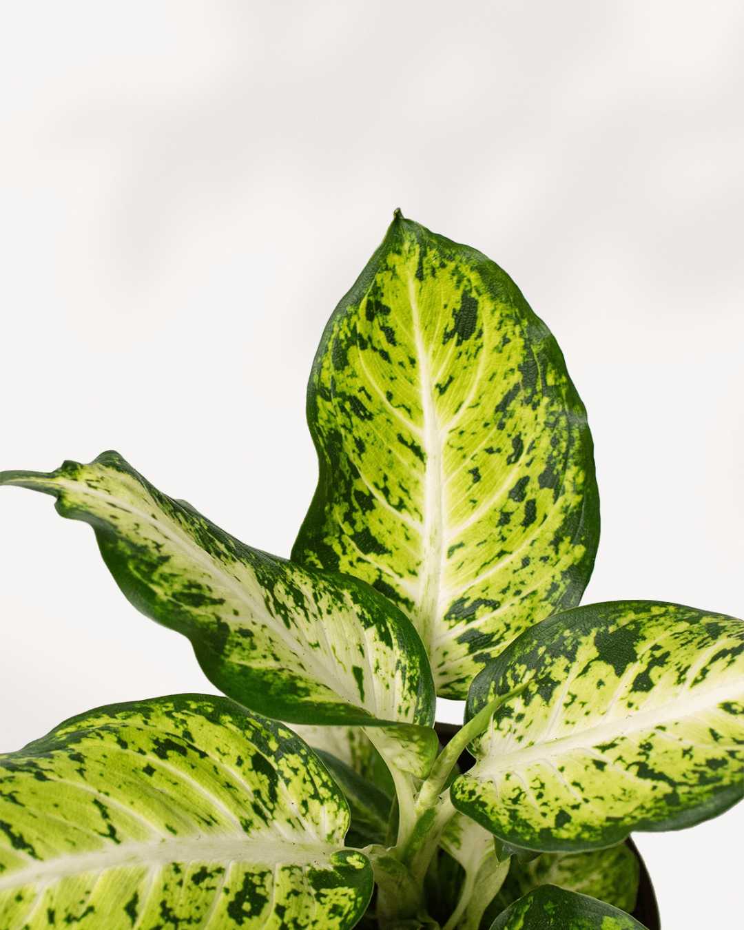 Dieffenbachia Amy