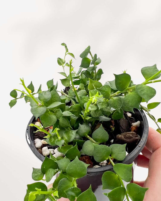 Dischidia Million Hearts 4" Pot - Small