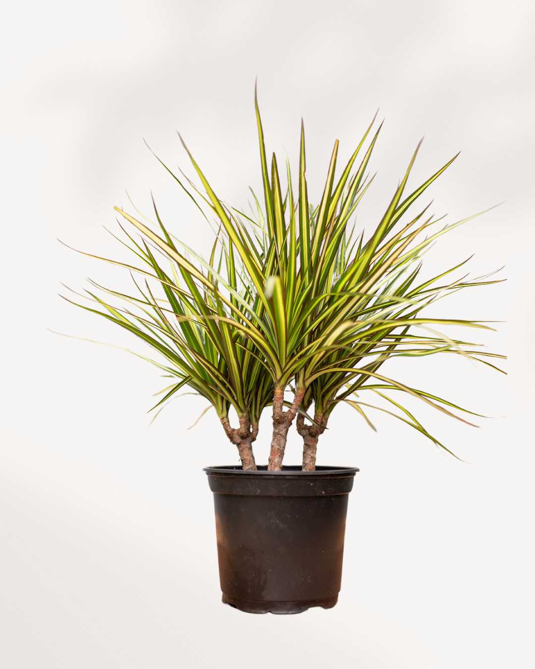 dracaena interieur Dracaena Marginata Kiwi – Vibrant, Low-Maintenance Indoor Plant | Mygreenscape