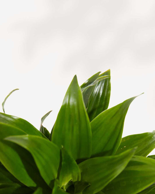 Dracaena Janet Craig 4" Pot - Small