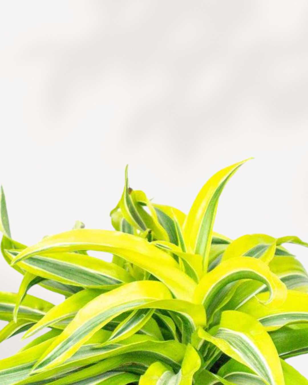 Dracaena Lemon Lime Surprise - Dracaena fragrans