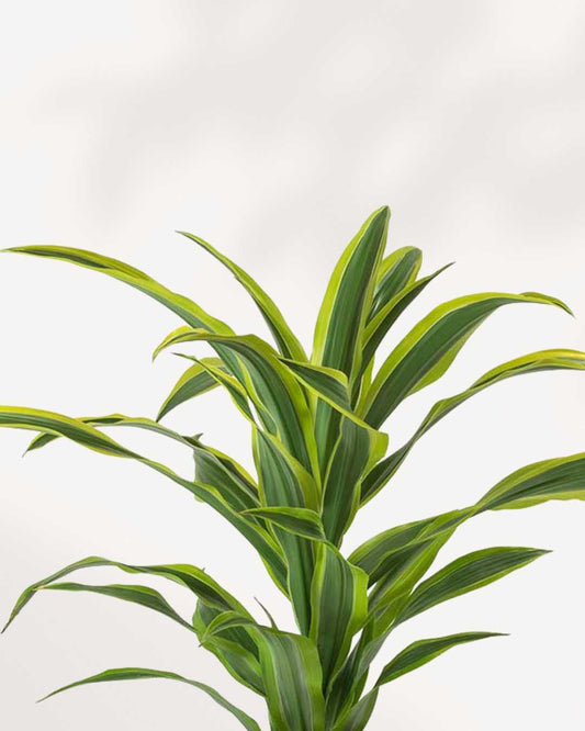 Dracaena Lemon Lime 4" Pot - Small