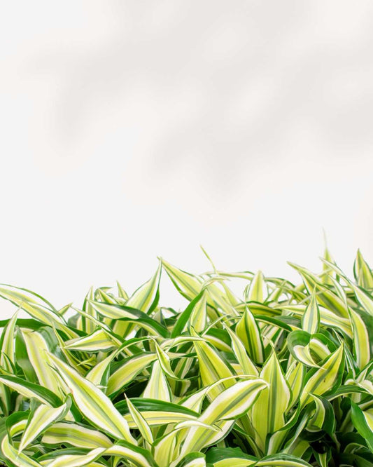 Dracaena Malaika Lime 4" Pot - Small