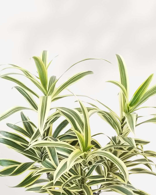 Dracaena Reflexa Song Of India 6" Pot - Medium