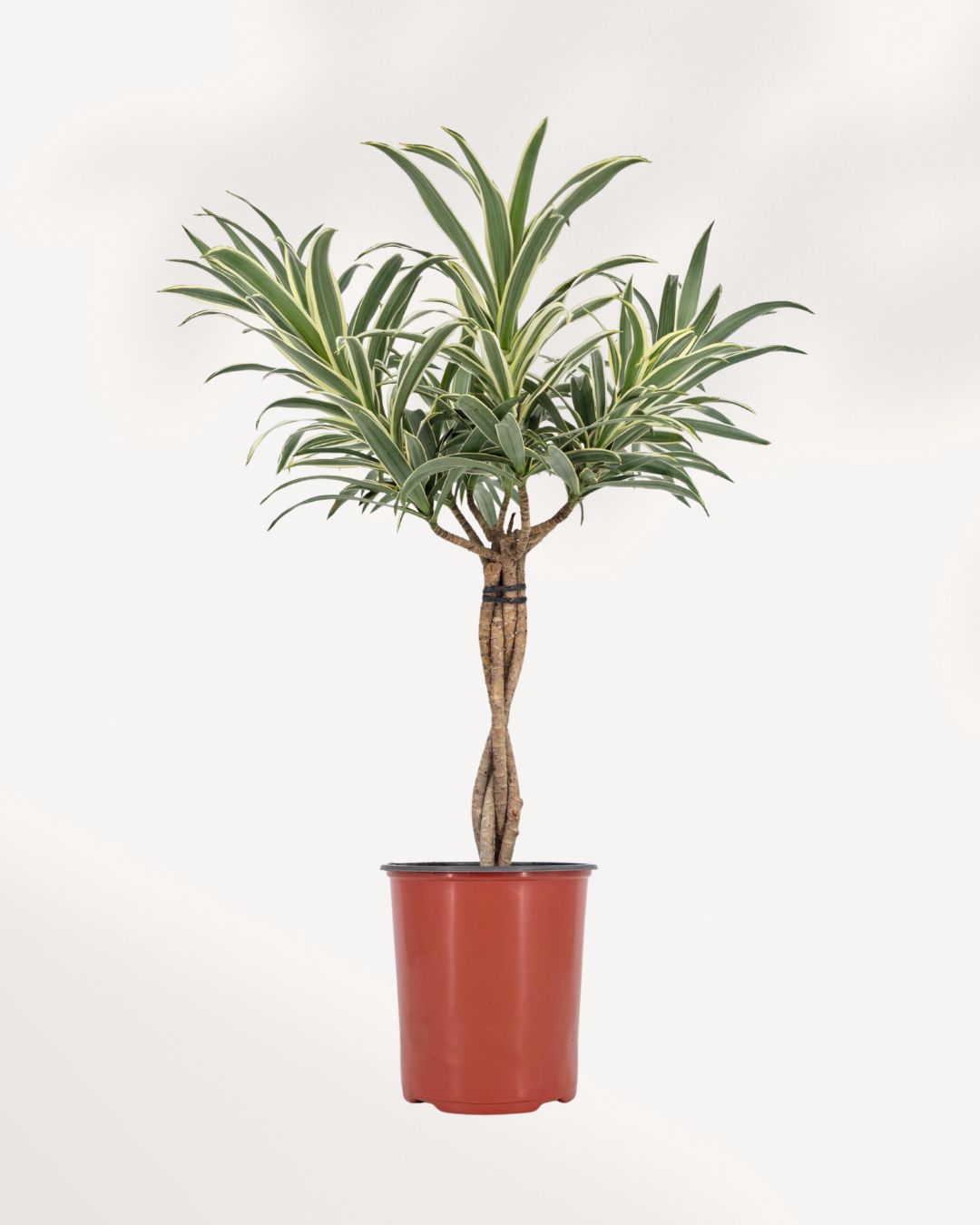 Dracaena Reflexa Variegated Braid