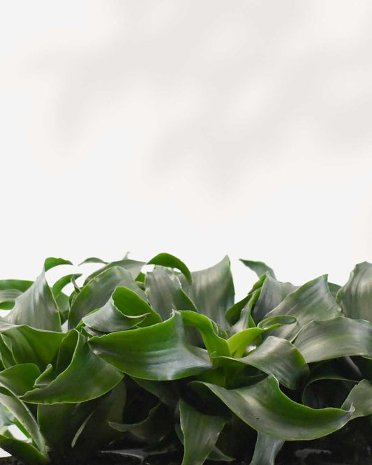 Dracaena Twist - Dracaena Fragrans Twister 4" Pot - Small