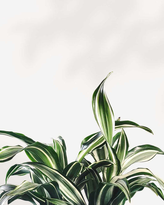 Dracaena Jade Jewel 4" Pot - Small