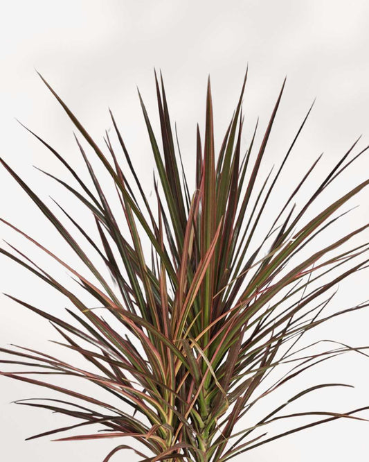 Dracaena Marginata Tricolor 6" Pot - Medium