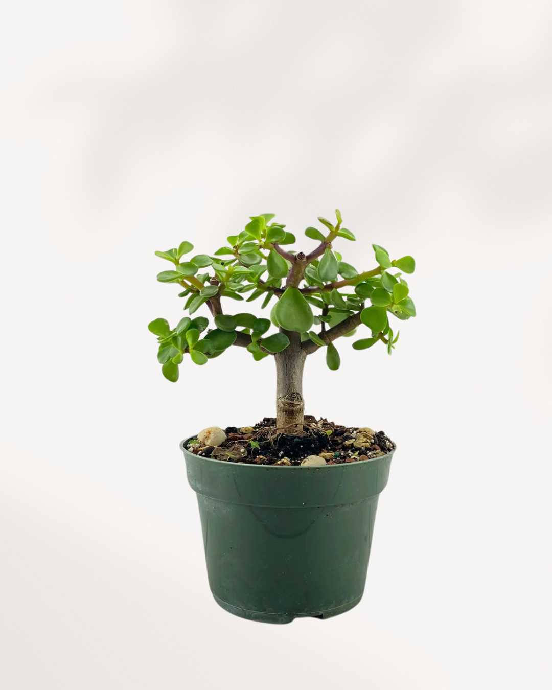 fnp jade plant Dwarf Jade | Buy Portulacaria Afra Online | Mygreenscape