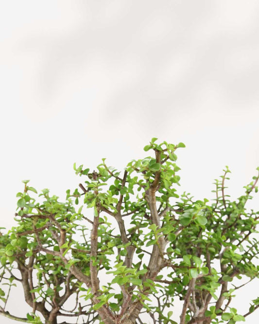 Dwarf Jade 5" Pot Medium