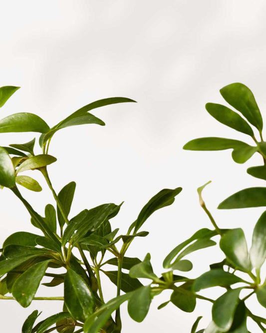Dwarf Umbrella Tree - Schefflera Arboricola 3.5” Pot - Small