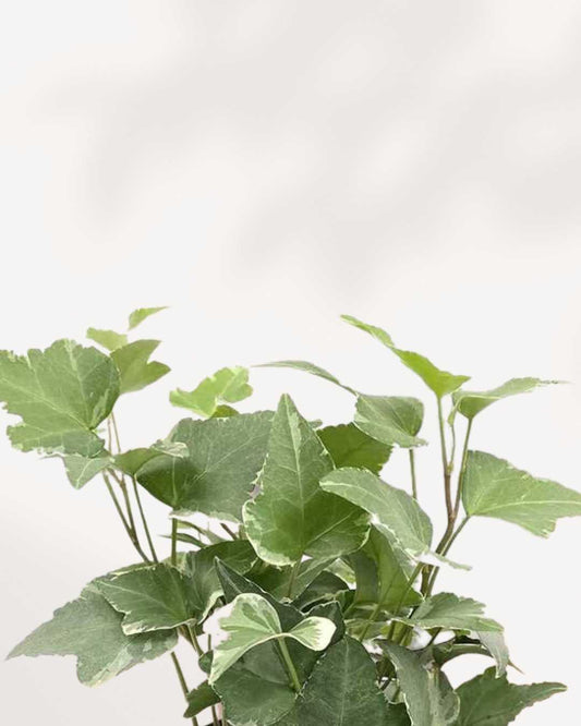 English Ivy Variegated plant, showcasing its trailing green and cream leaves, potted in a simple nursery container.