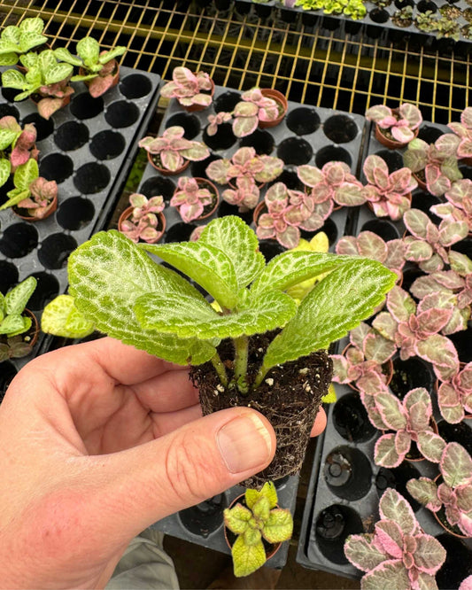Episcia Faded Jade 2.5" Pot - XSmall