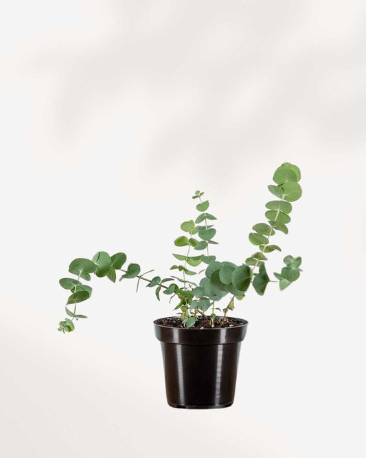 Eucalyptus Plant | Buy Online 