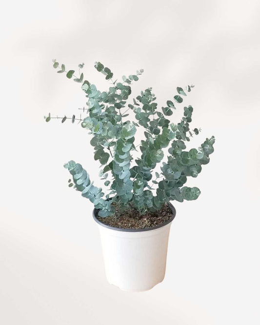 Eucalyptus Plant | Buy Online 
