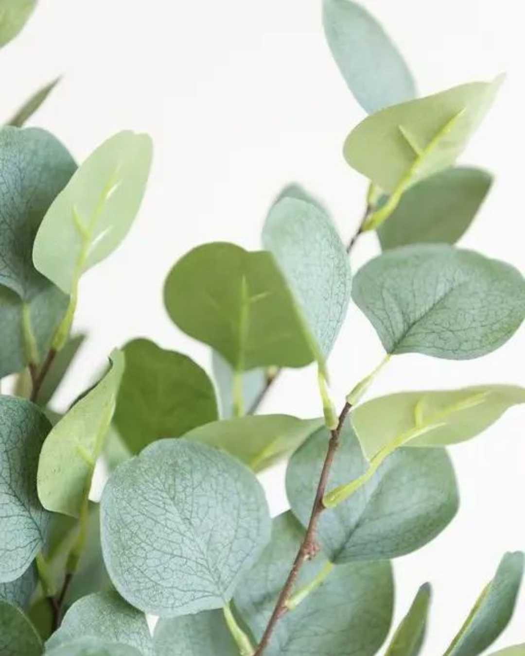 Eucalyptus Plant | Buy Online