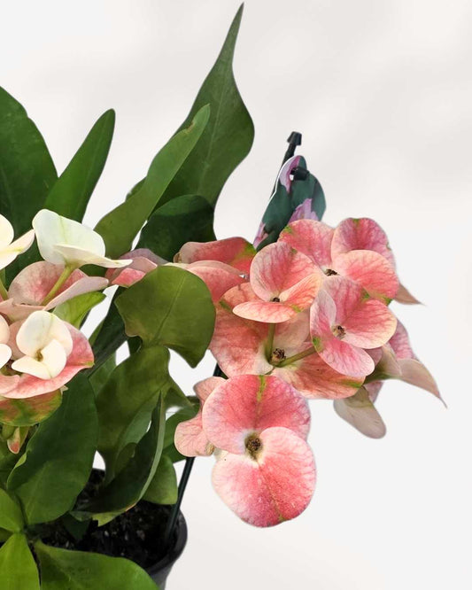 Euphorbia Milii Crown of Thorns 3.5" Pot - Small