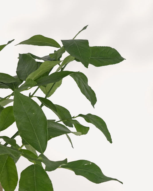 Eureka Lemon Tree top front view, lush fruiting lemon plant perfect for bright indoor spaces and patio gardens, premium citrus tree delivered across Canada