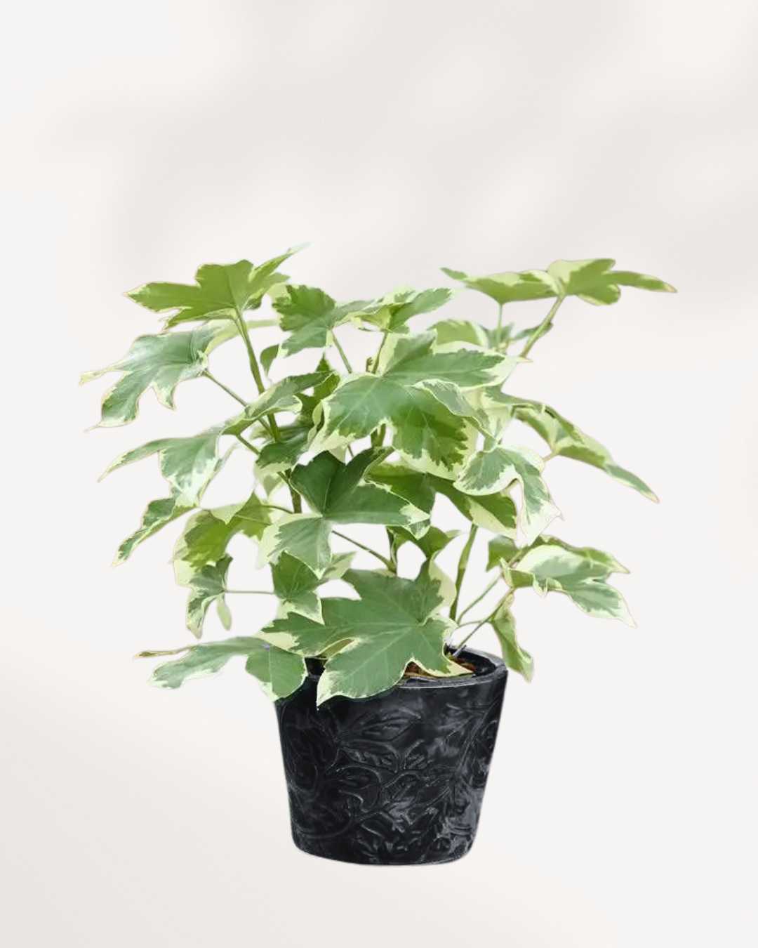 fatshedera indoor plant Fatshedera lizei 'Pia Variegata' Care Guide - Buy Online Delivery Across Canada | Mygreenscape