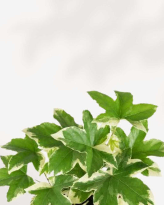 Fatshedera lizei Pia Variegata | Buy Online Pro Tip and Care Guide - Delivery from Toronto across Canada - Mygreenscape