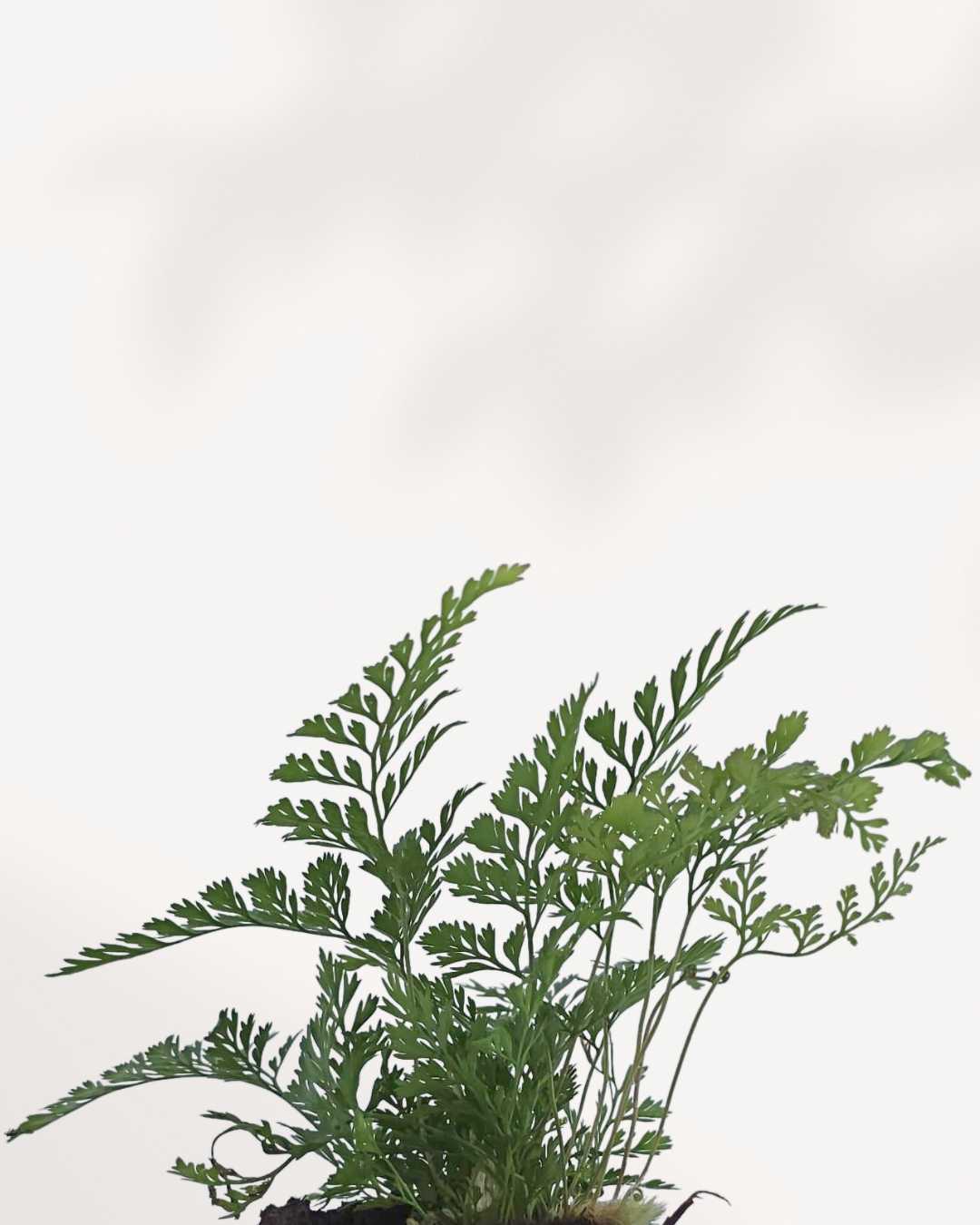 Rabbit Foot Fern | Buy Online