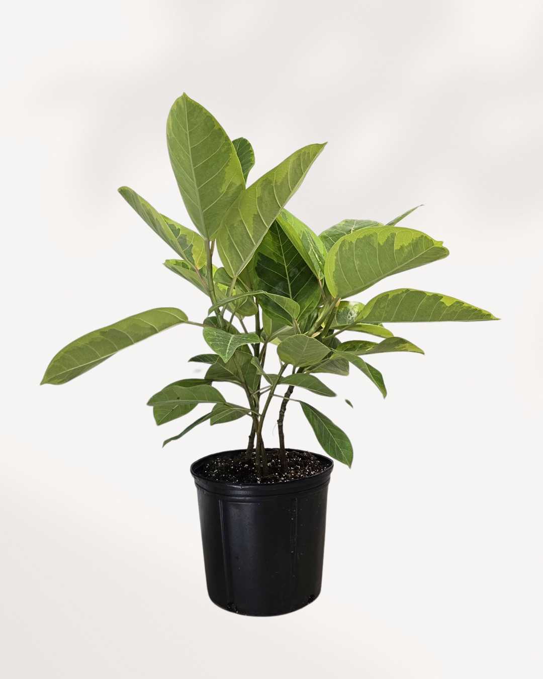 ficus yellow gem vs audrey Ficus Altissima Yellow Gem | Easy-Care Plant – Buy Online Now | Mygreenscape