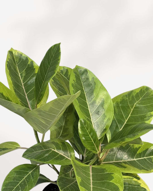 Ficus Altissima Yellow Gem