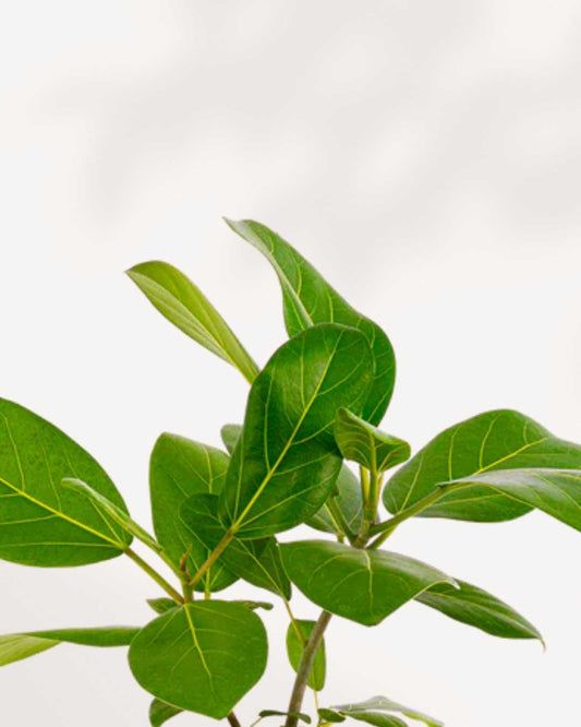 Ficus Audrey 3.5" Pot - Small