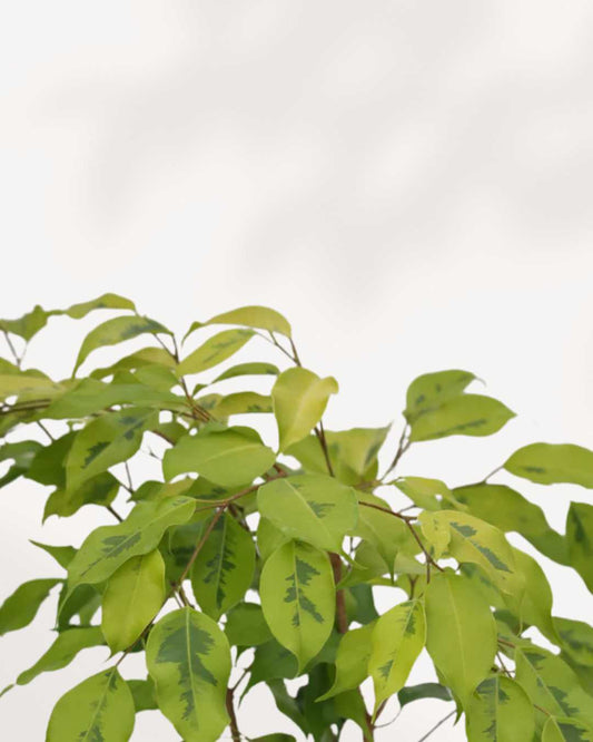 Ficus Benjamina Neon 3.5" Pot - Small